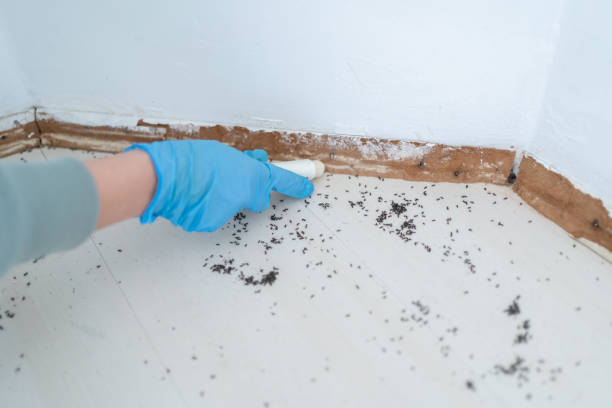 Best Wasp Removal Services  in Berkeley, CA